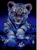 blue tiger