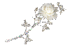 White rose