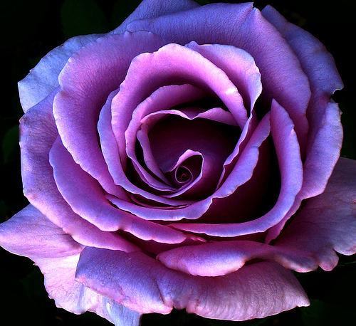 clip art purple rose - photo #42