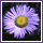 flower annema