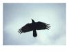 Crow in Flight