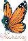 Thursday butterfly