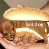 hot dog LOL