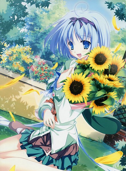 sunflowers