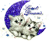 moon cats