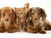 kitten with dachshunds