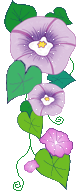 purple flower