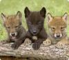 Awwww cute baby wolves