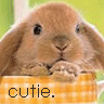 cutie rabbit!!