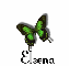 Eleena butterfly