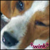 Winking Beagle
