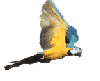 animated macaw