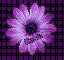 purple flower~Darla