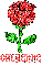 Cheyenne Red Rose