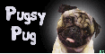 Pug Dog~ Pugsy Pug