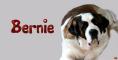 Saint Bernard Dog~ Bernie