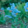 Blue Mounten Flower
