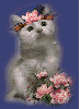 Kitty  with flowers