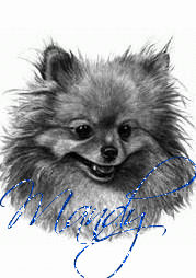 Pomeranian Head Shot- Mandy