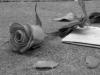 a letter and a rose