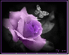 a purple rose