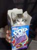 Pop kitty!