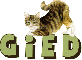 Gied cat