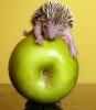 Hedgehog Eating Apple