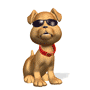Cool Dog (animated)