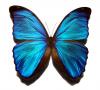 butterfly blues