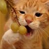 yumy grapes