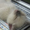 sleeping on laptop