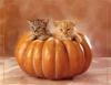 2 in a pumpkin
