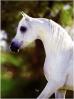 White Arabian