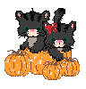 Kitties in a pumpkin