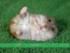 Hamster Tummy Tickle