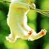 swinging cat