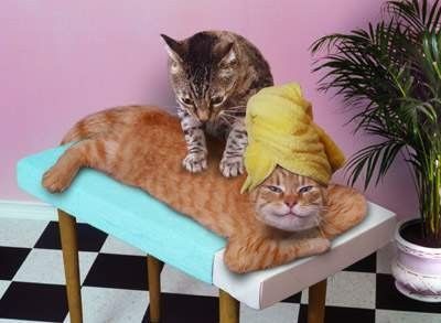 kitty gettin a massage
