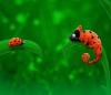 ladybug twin