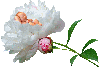 baby on a flower