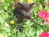 Kitten and flowers