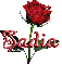 red rose sadia