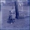 Collie dog (year 1900)