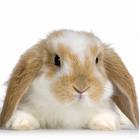 BUNNY