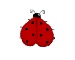 renee ladybug