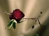 Pinned Rose
