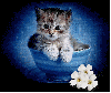 kitty in blue pot