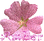 Amber Pink Flower