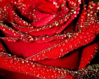 Rained on Rose