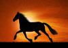 Horse Sunset run